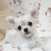 チワワ(ロング)