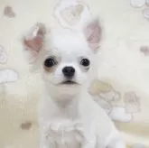 チワワ(ロング)