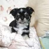 チワワ(ロング)