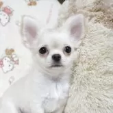 チワワ(ロング)