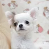 チワワ(ロング)