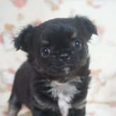 チワワ(ロング)