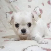 チワワ(ロング)