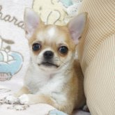 チワワ(スムース)