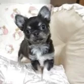 チワワ(ロング)