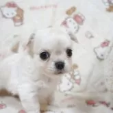 チワワ(ロング)