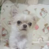 チワワ(ロング)【千葉県・男の子・2025年8月8日・クリーム&ホワイト】の写真1「モフモフで毛量多い優しい性格の子です」
