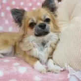 チワワ(ロング)