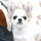 チワワ(ロング)