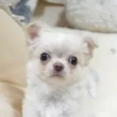 チワワ(ロング)