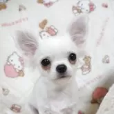 チワワ(ロング)