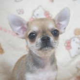 チワワ(スムース)