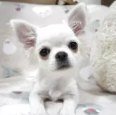 チワワ(ロング)