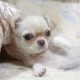 チワワ(ロング)【千葉県・男の子・2025年8月8日・クリーム&ホワイト】の写真1「すぐにお腹を見せてゴロリンとしたままで、なかなか撮れませんでした」