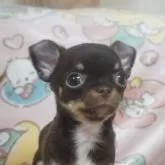 チワワ(スムース)