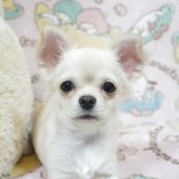 チワワ(ロング)