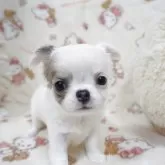 チワワ(ロング)