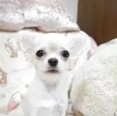 チワワ(ロング)