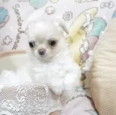 チワワ(ロング)