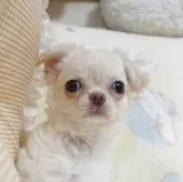 チワワ(ロング)