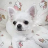 チワワ(ロング)