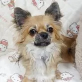 チワワ(ロング)