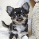 チワワ(ロング)