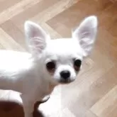 チワワ(ロング)