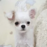 チワワ(ロング)