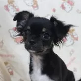 チワワ(ロング)