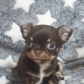 チワワ(スムース)