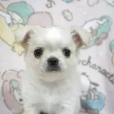 チワワ(ロング)