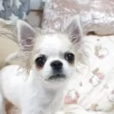 チワワ(ロング)