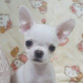 チワワ(スムース)