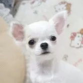 チワワ(ロング)