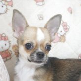 チワワ(スムース)