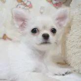 チワワ(ロング)