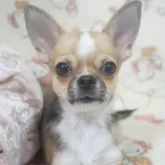 チワワ(スムース)