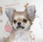 チワワ(ロング)