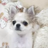 チワワ(ロング)