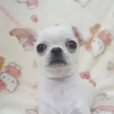 チワワ(スムース)