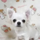 チワワ(ロング)