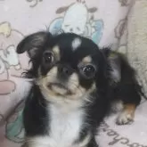 チワワ(ロング)