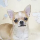 チワワ(スムース)