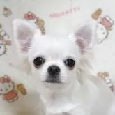チワワ(ロング)