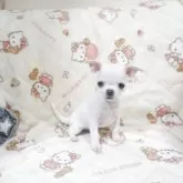 チワワ(スムース)【千葉県・男の子・2025年10月3日・ホワイト】の写真2