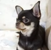 チワワ(スムース)【千葉県・女の子・2025年1月7日・チョコクリームタン】の写真3