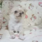 チワワ(ロング)【千葉県・男の子・2025年8月8日・クリーム&ホワイト】の写真3