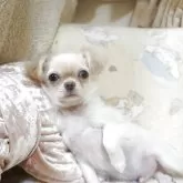 チワワ(ロング)【千葉県・男の子・2025年8月8日・クリーム&ホワイト】の写真3