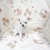 チワワ(スムース)【千葉県・男の子・2025年10月3日・ホワイト】の写真5